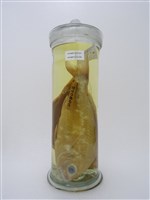 藏品(三線雞魚)的圖片